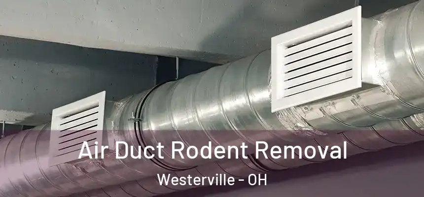  Air Duct Rodent Removal Westerville - OH